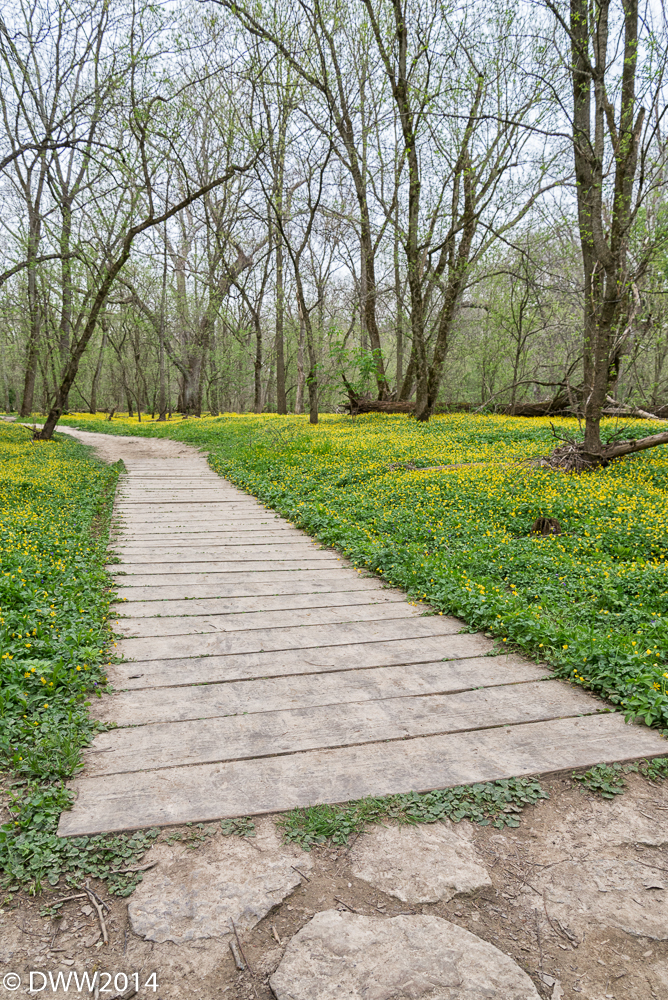 Flowery Path (1 of 1).jpg