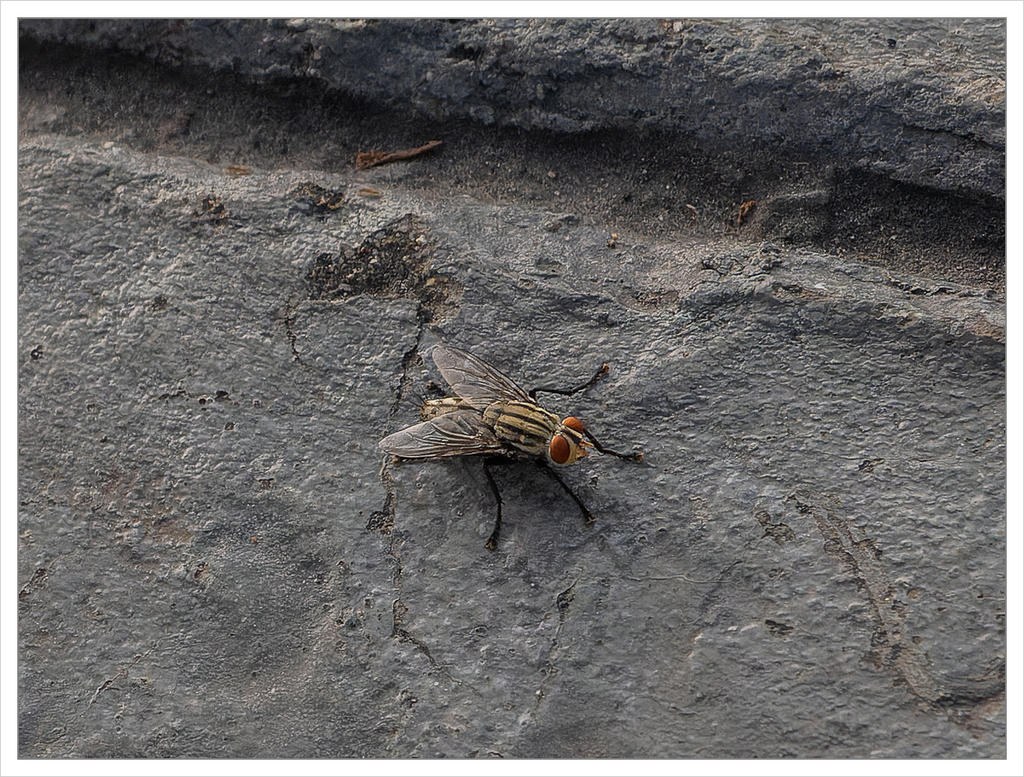fly-1.jpg