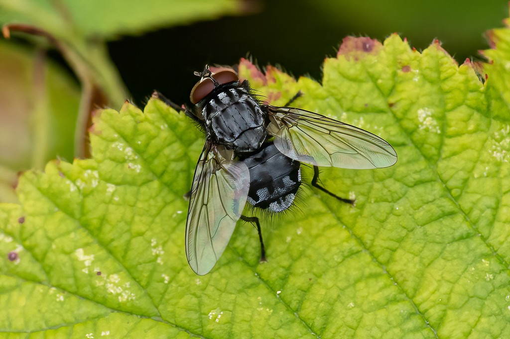 Fly-1.jpg