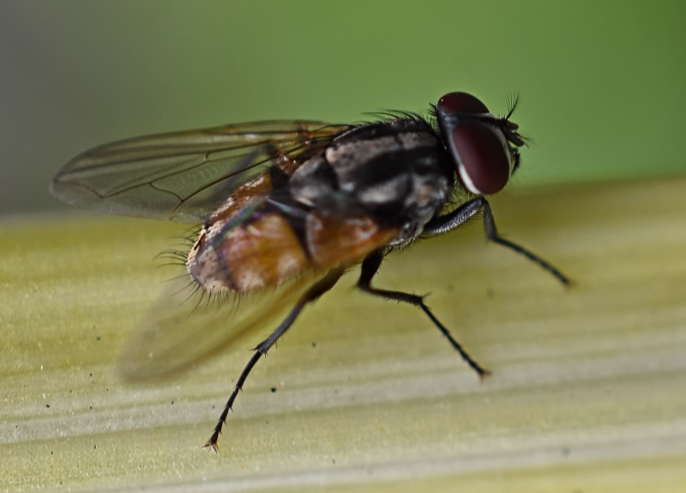 fly-1.jpg