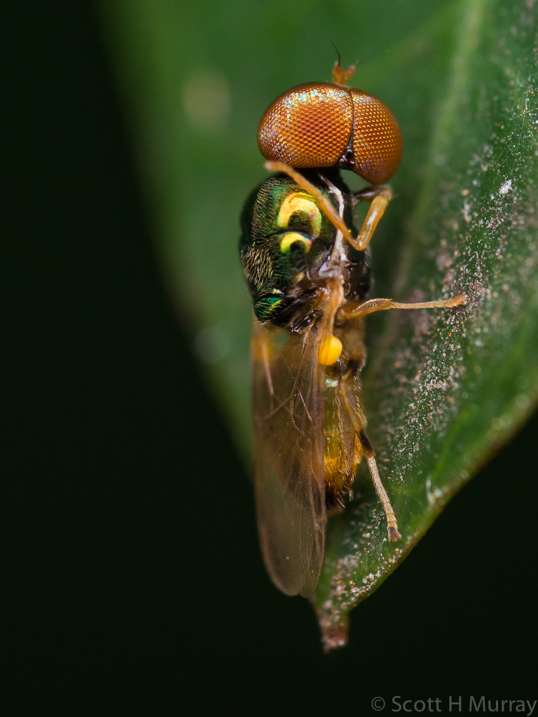 Fly (1 of 2).jpg