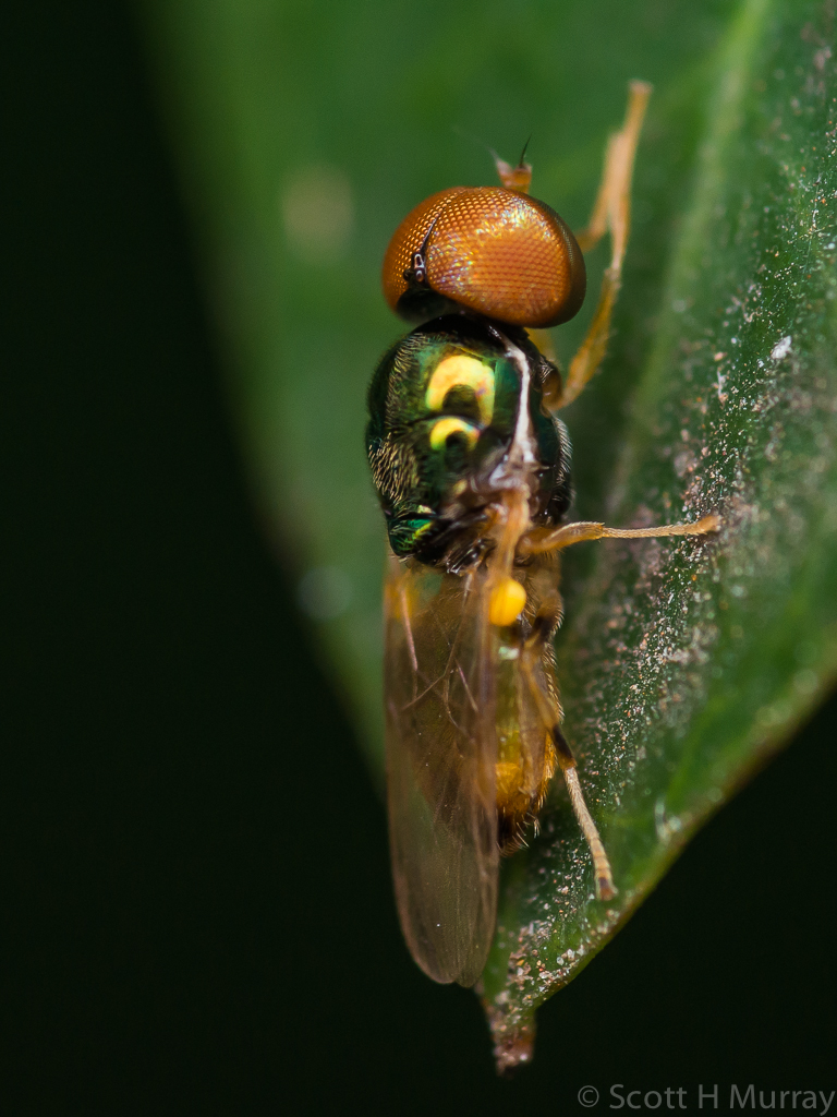 Fly (2 of 2).jpg