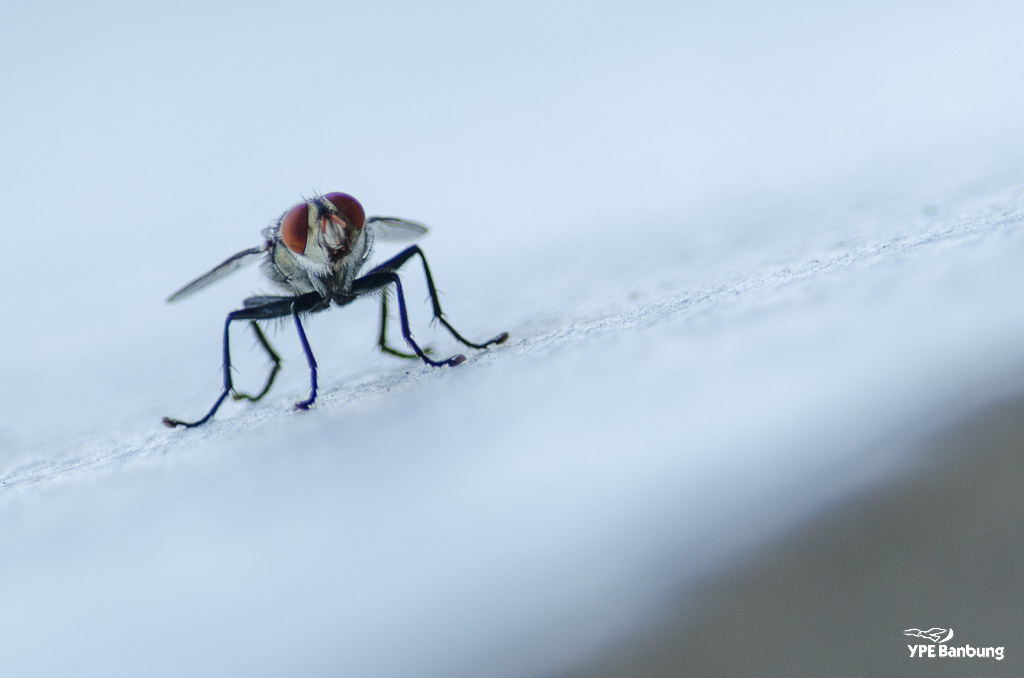 fly-55-300-1.jpg
