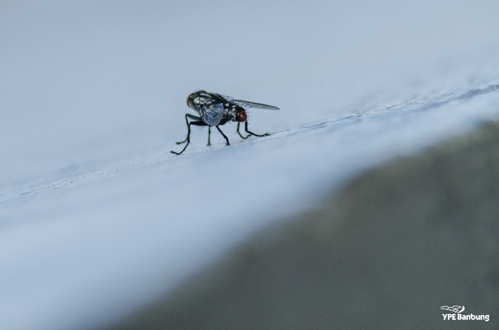fly-55-300-3.jpg