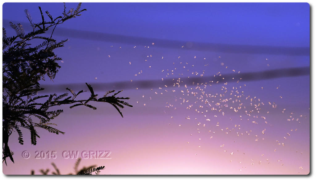 fly-ant-cr.jpg