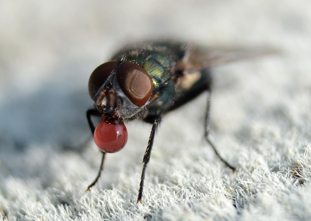 Fly Blowing Bubble.jpg