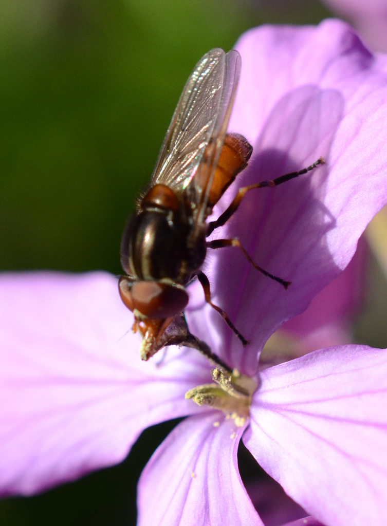 Fly drinking.jpg