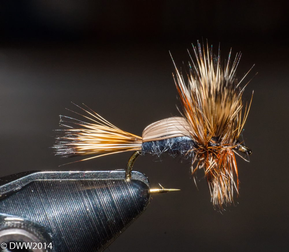 Fly in Vise4 (1 of 1).jpg