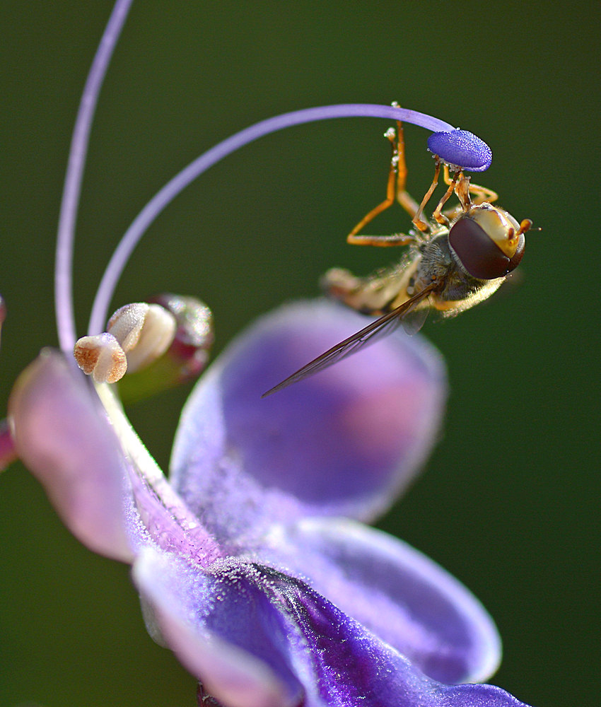 Fly.jpg