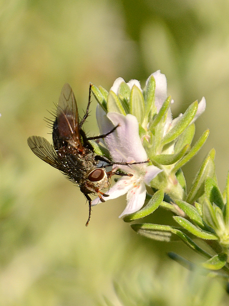 Fly.jpg