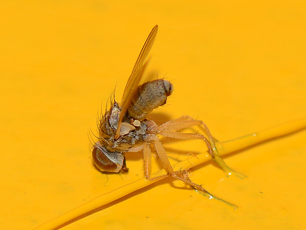 Fly.jpg