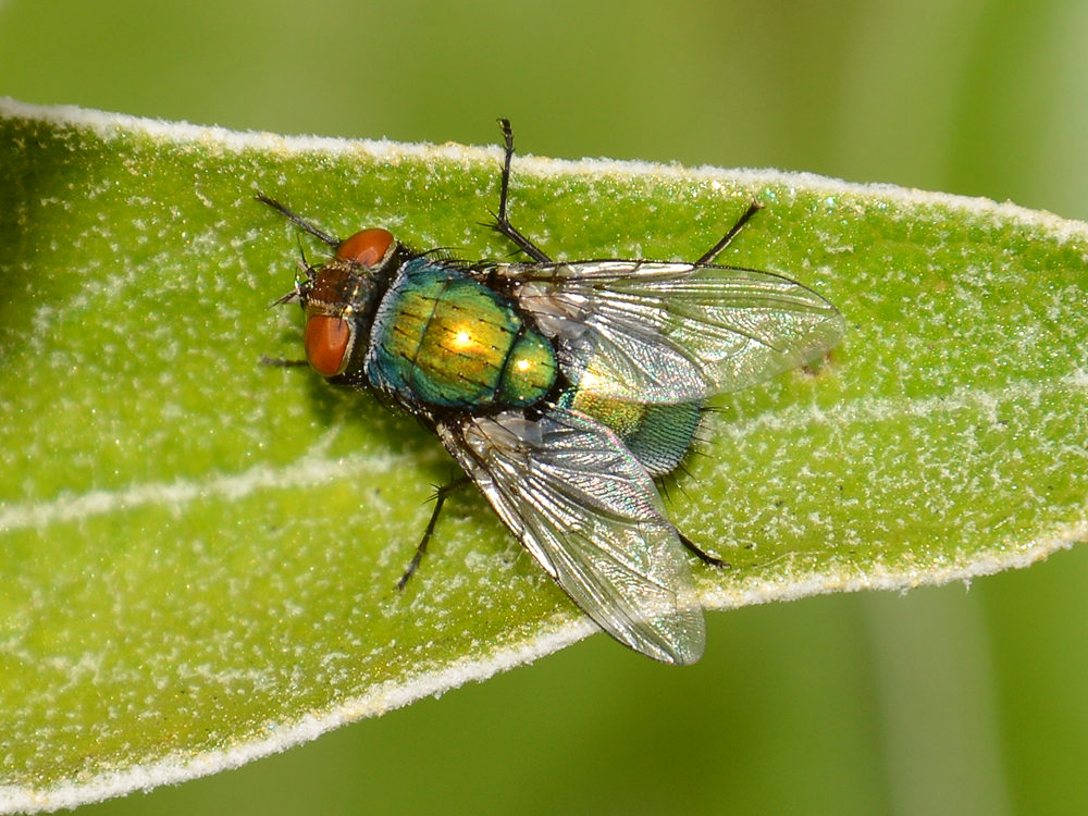 Fly.jpg