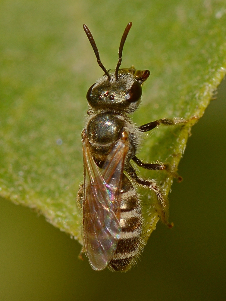 Fly.jpg