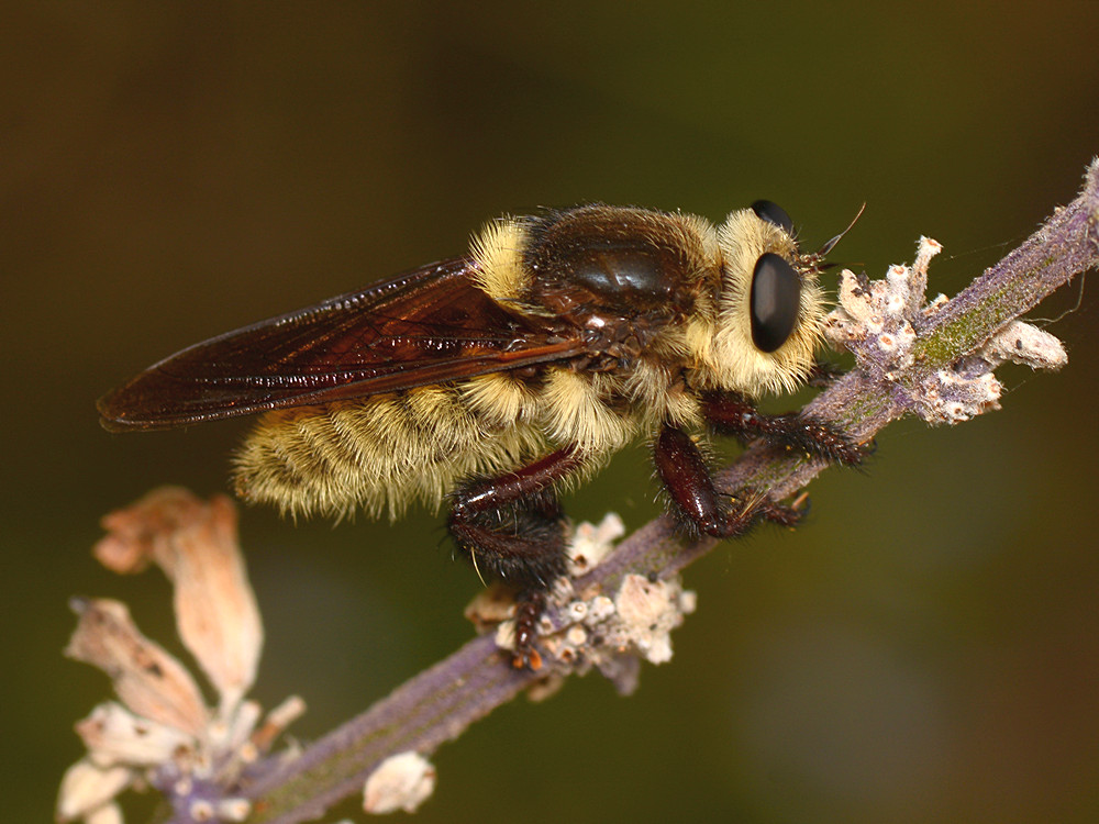 Fly.jpg