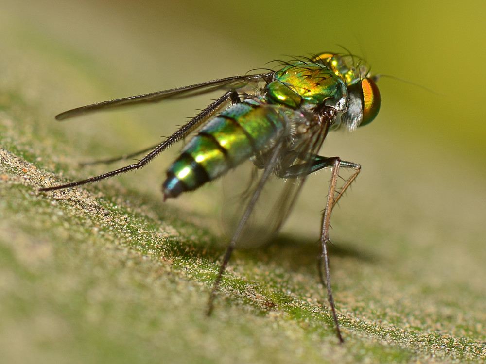 Fly.jpg