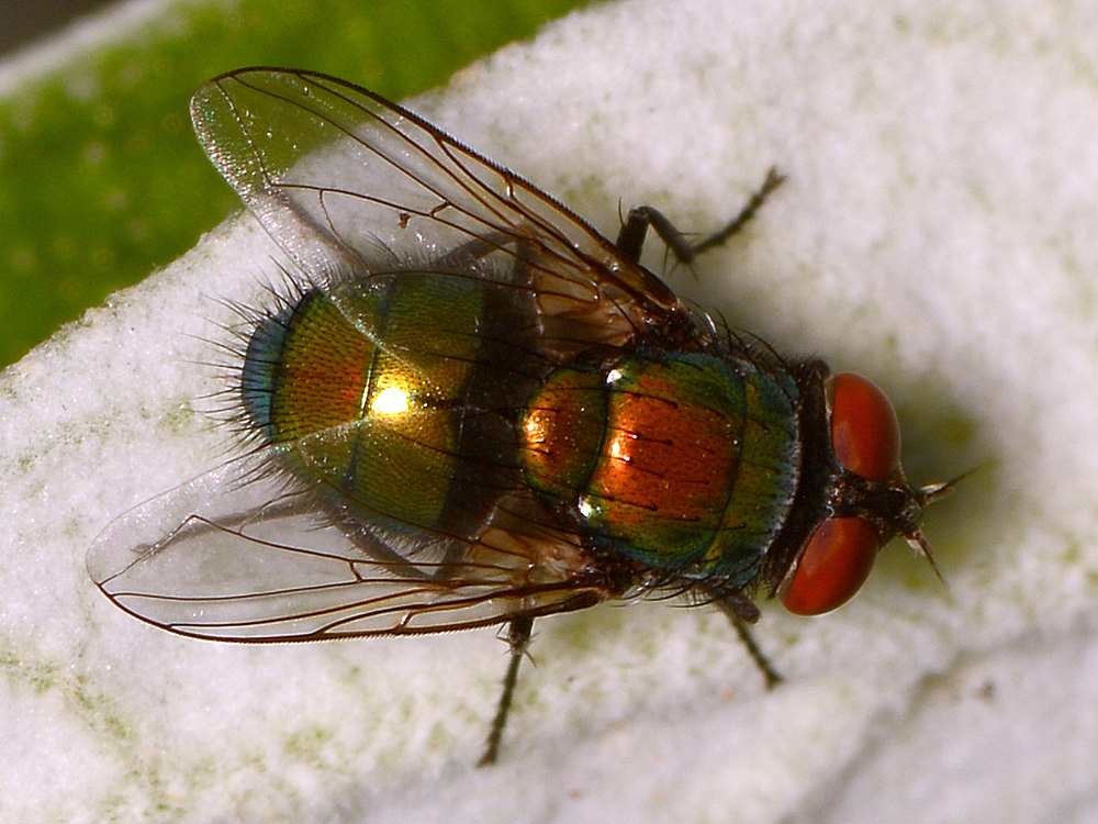 Fly.jpg