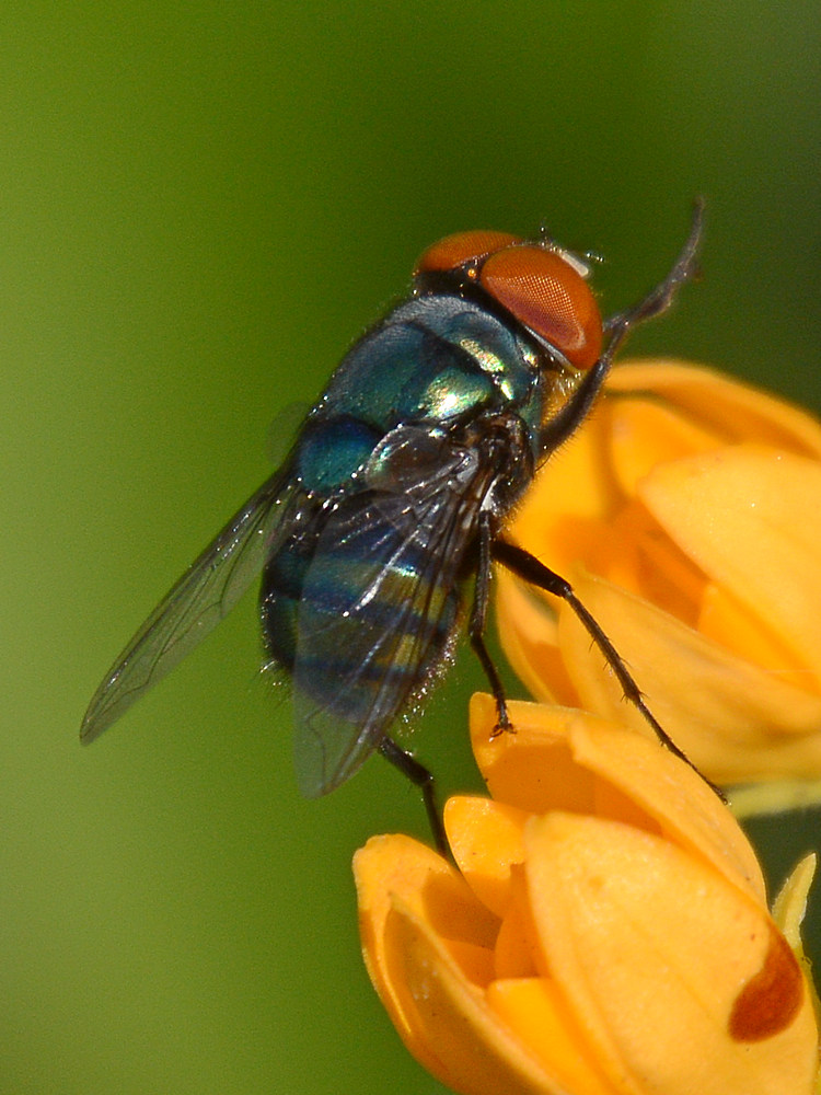 Fly.jpg