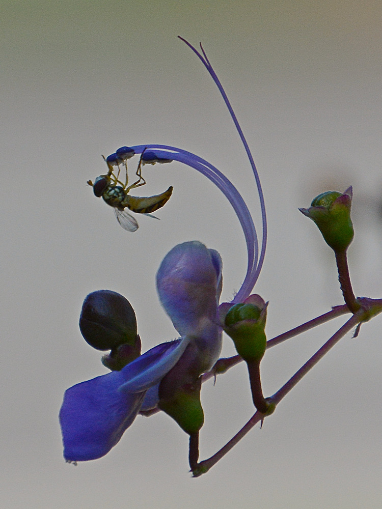 Fly.jpg