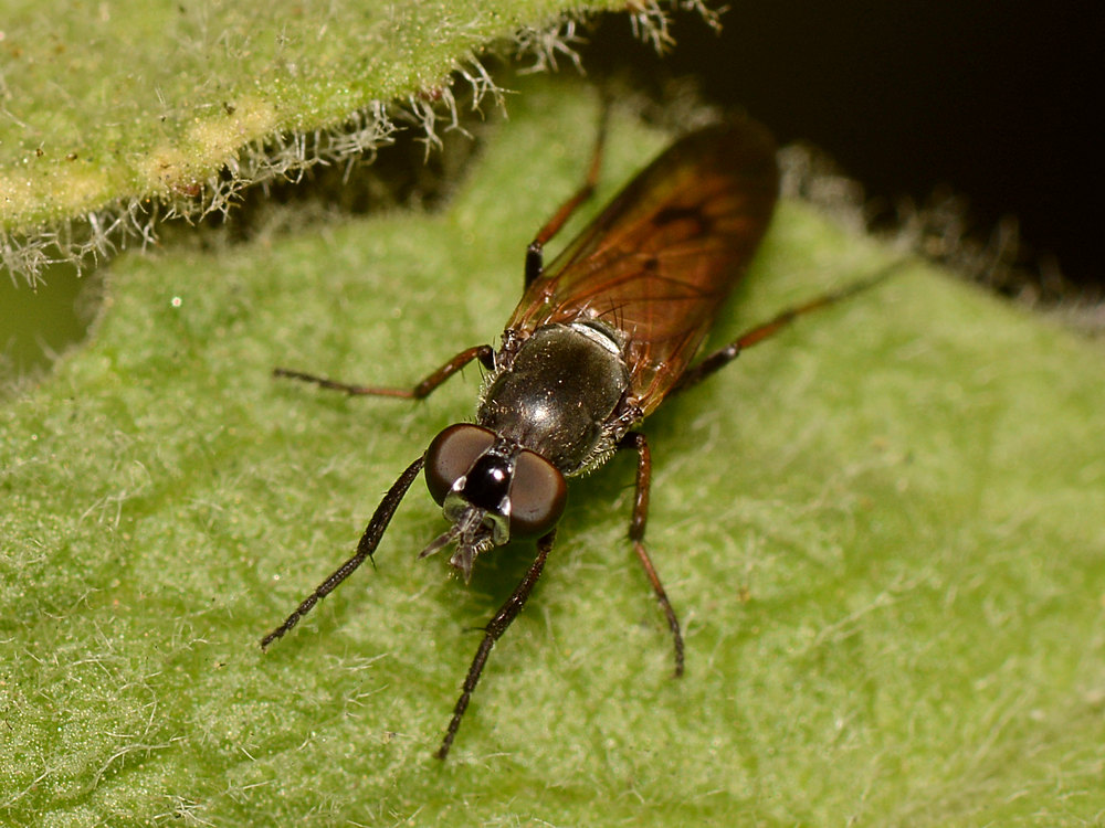 Fly.jpg