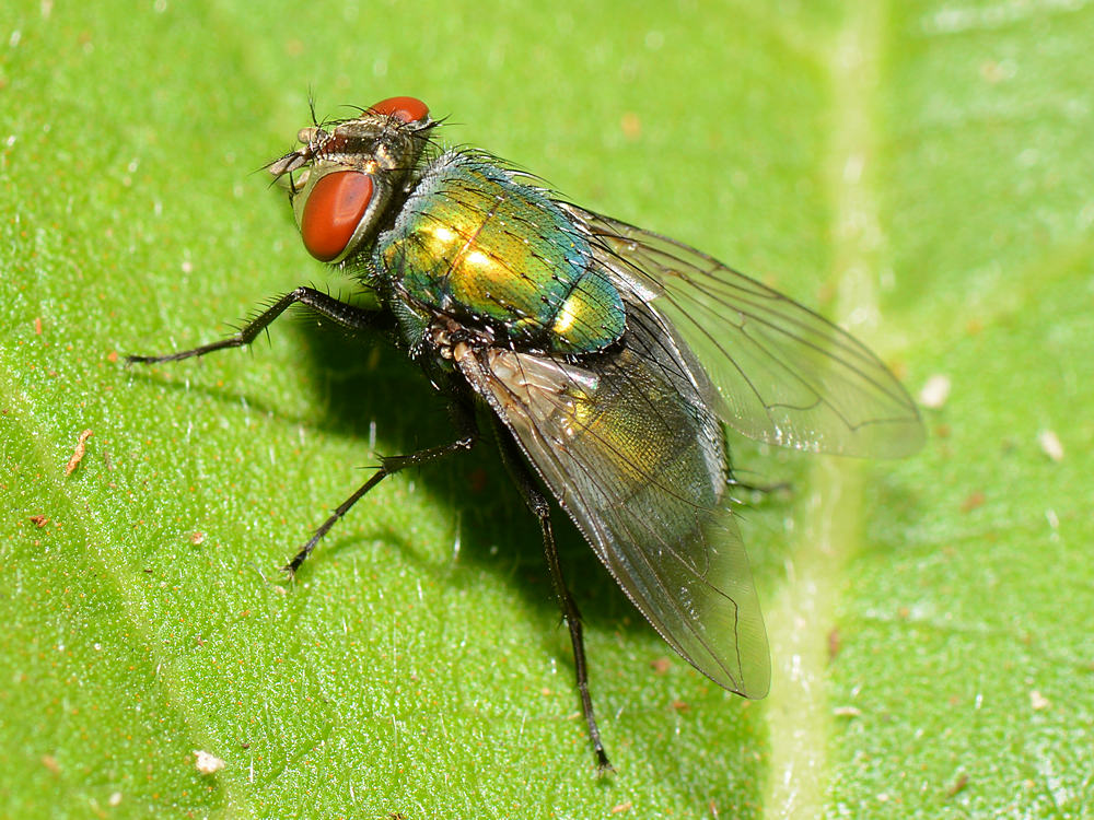 Fly.jpg