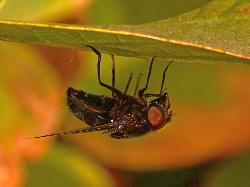 Fly.jpg