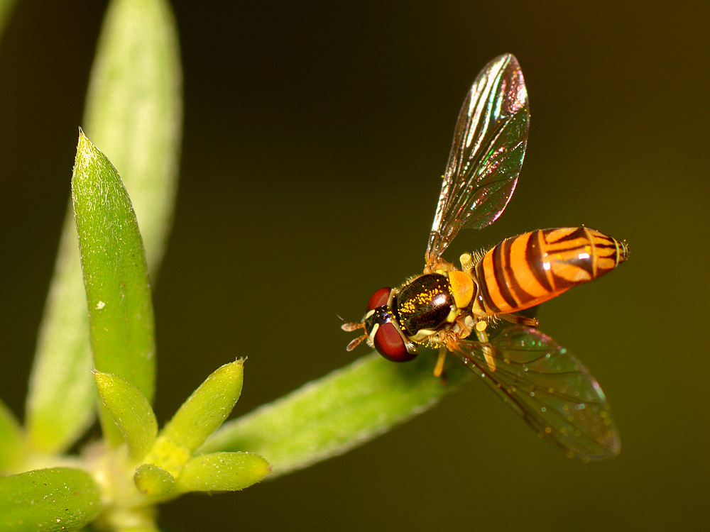 Fly.jpg