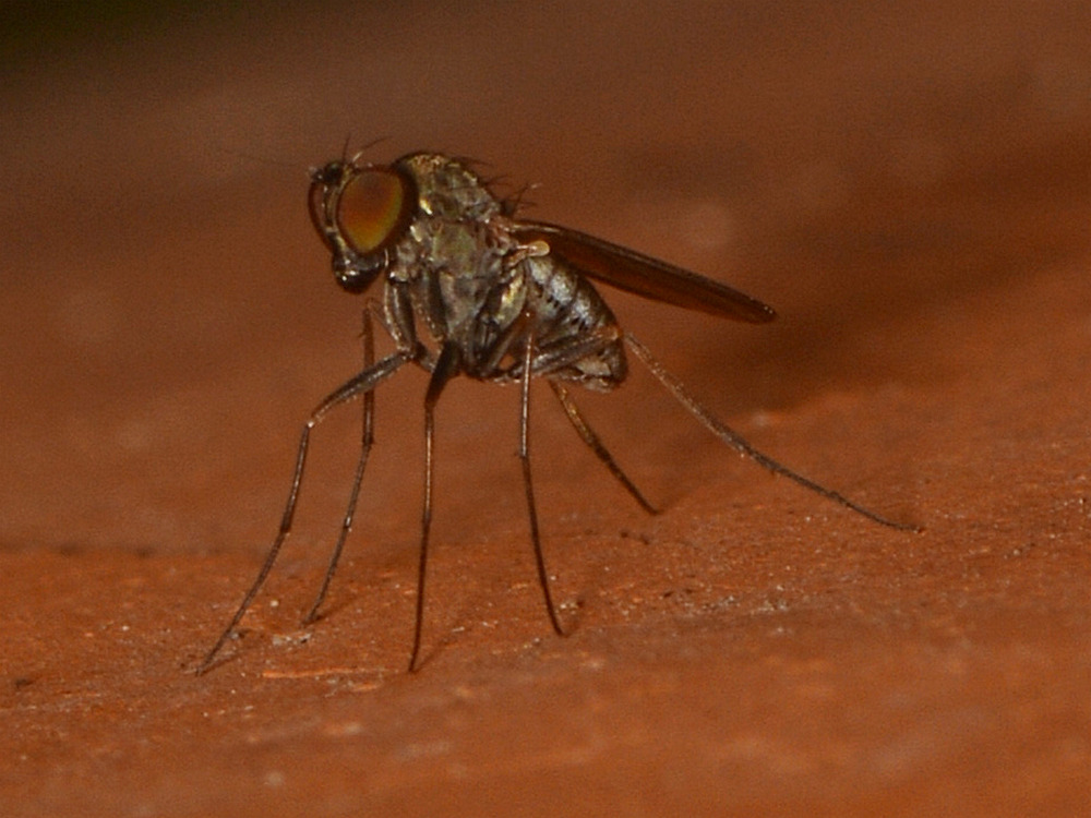 Fly.jpg