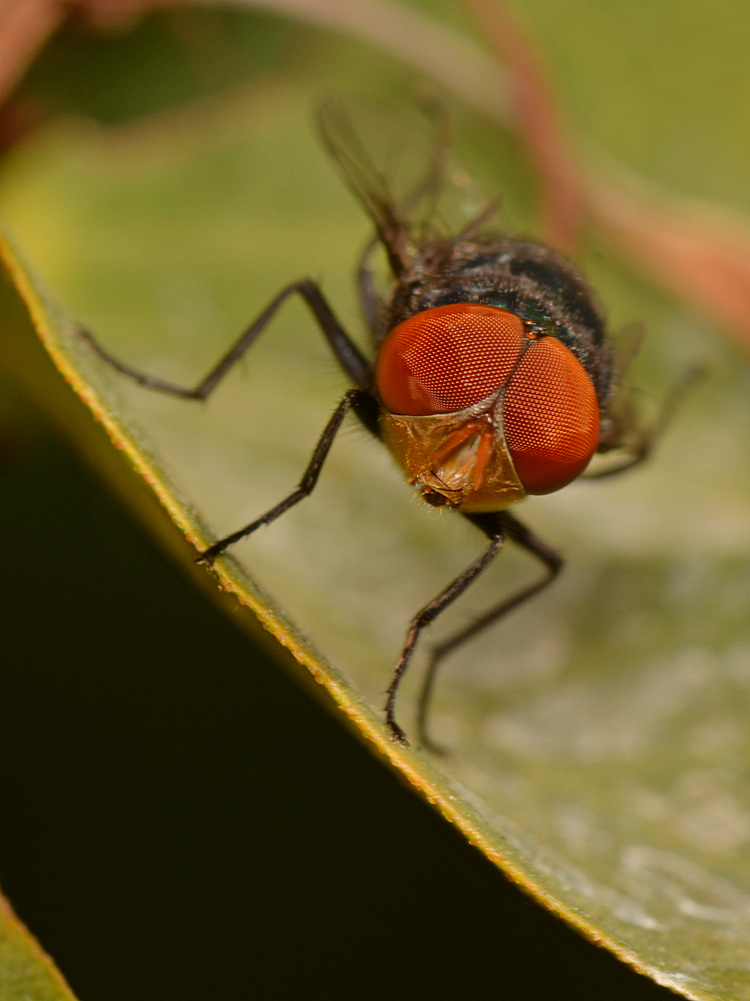 Fly.jpg