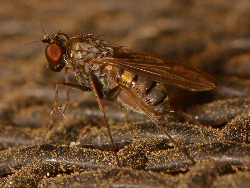 Fly.jpg