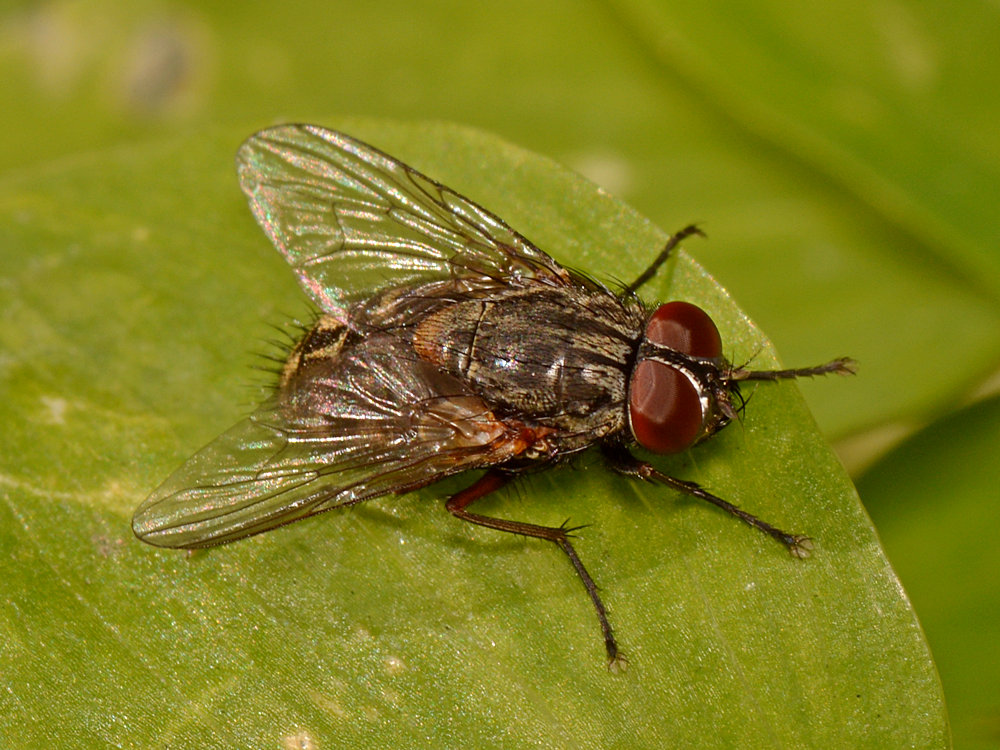 Fly.jpg