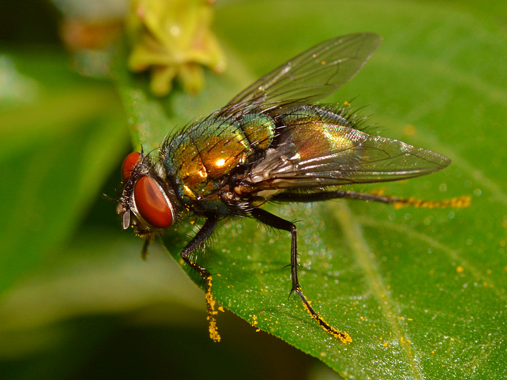 Fly.jpg