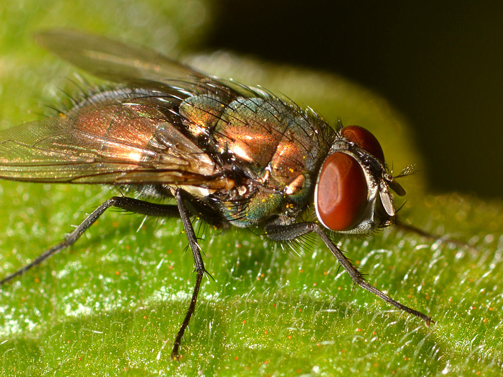 Fly.jpg