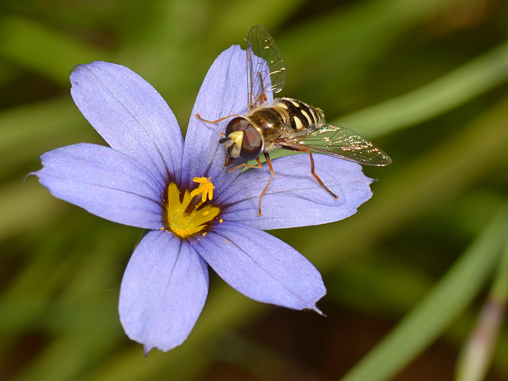 Fly.jpg