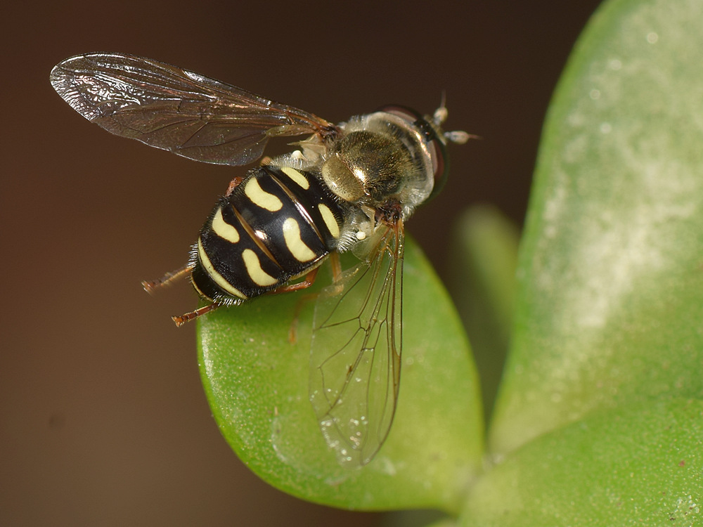 Fly.jpg
