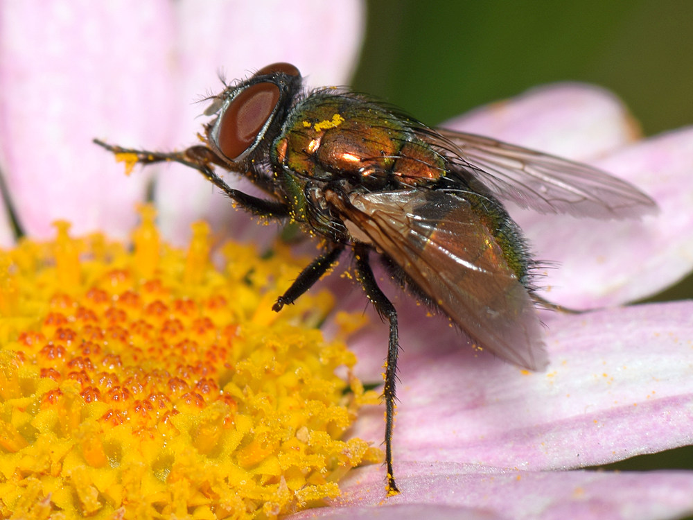 Fly.jpg