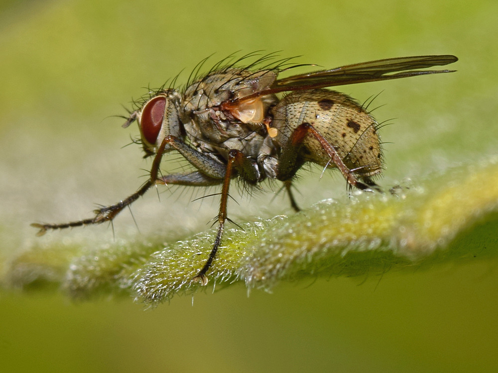 Fly.jpg