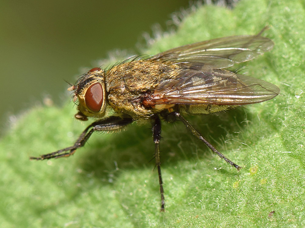 Fly.jpg