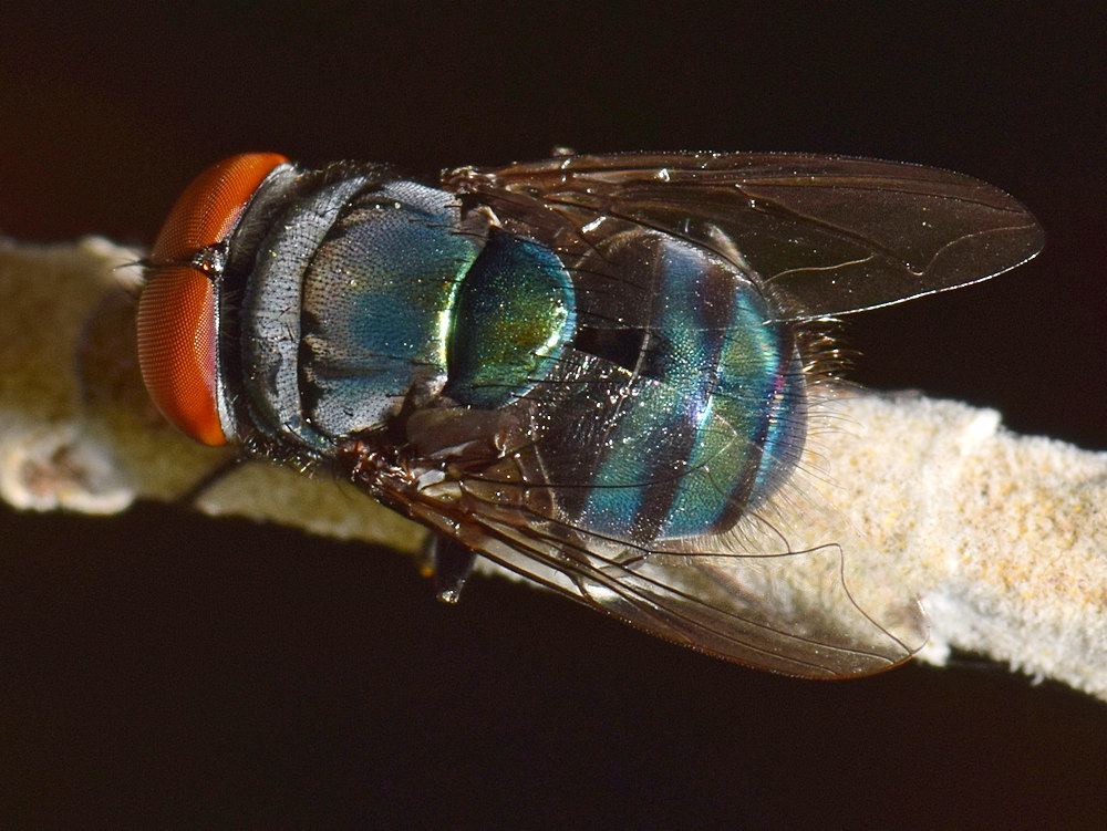 Fly.jpg