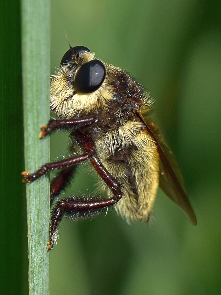 Fly.jpg