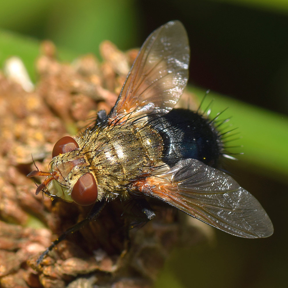 Fly.jpg