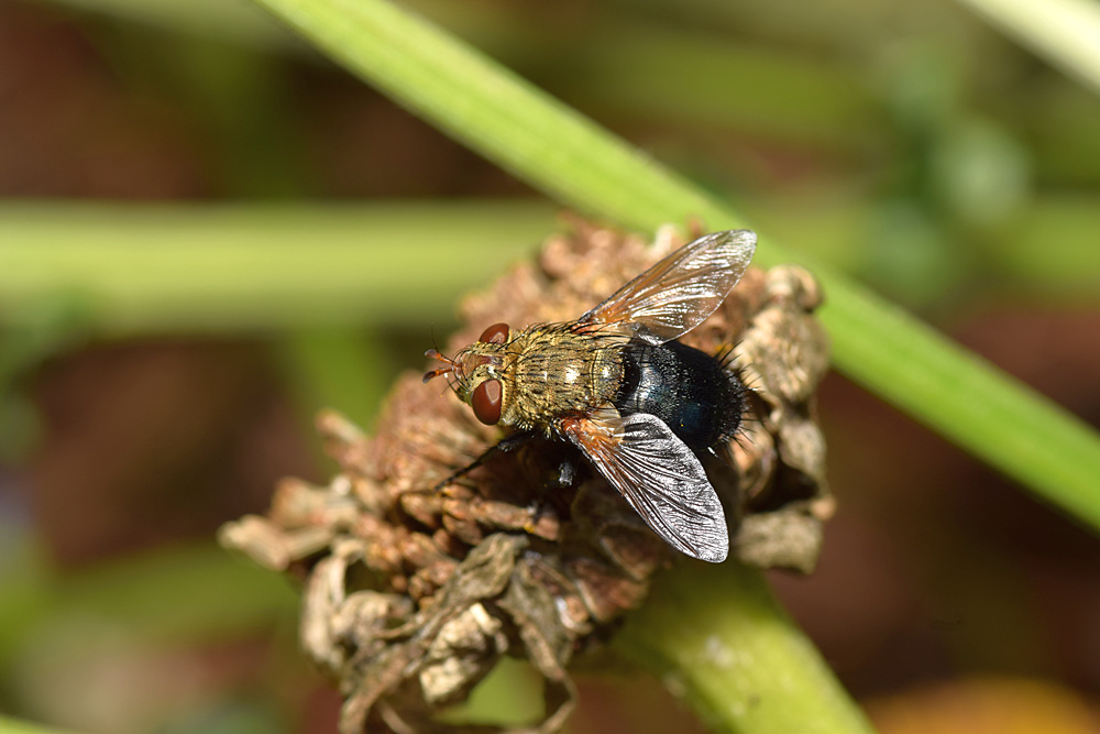 Fly.jpg