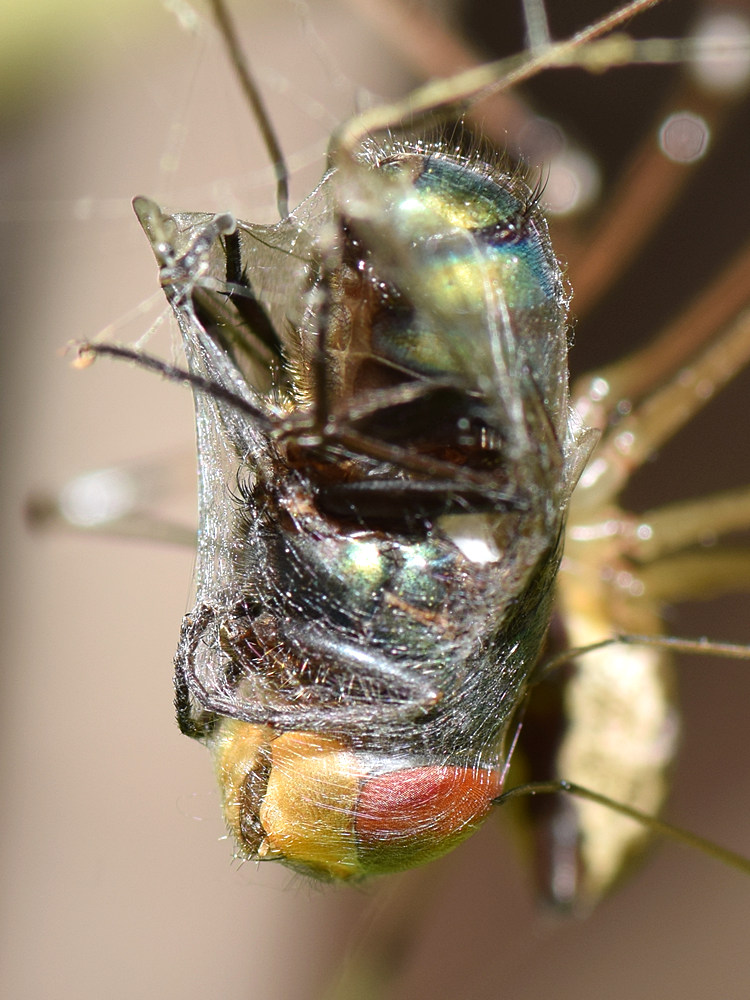 Fly.jpg