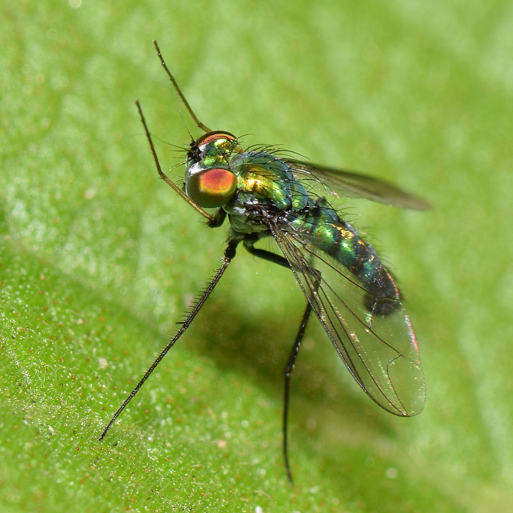 Fly.jpg