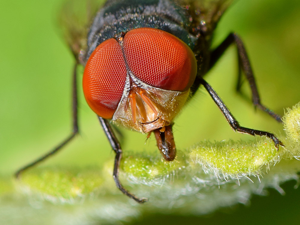 Fly.jpg