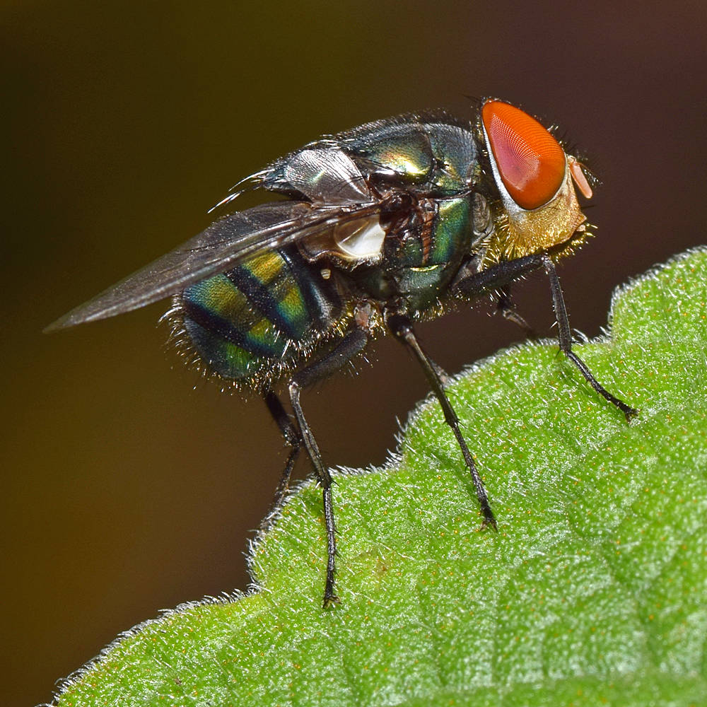 Fly.jpg