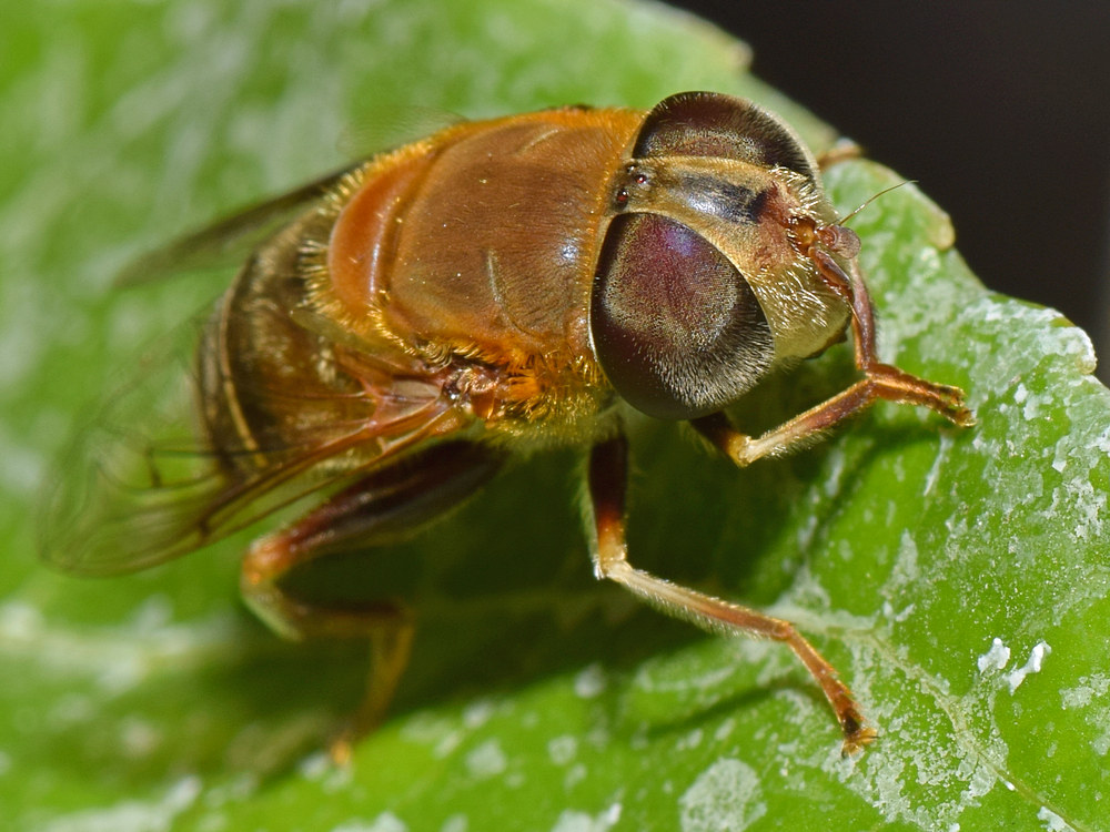 Fly.jpg