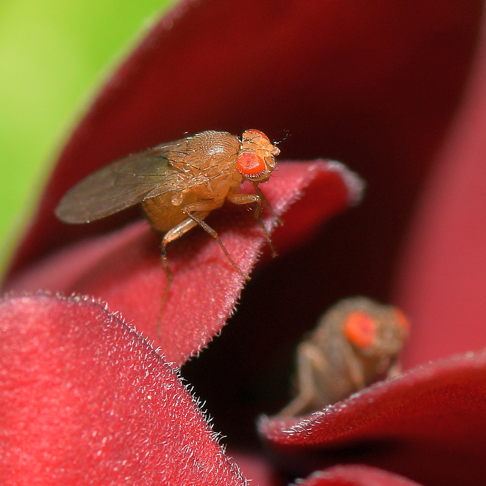 Fly.jpg