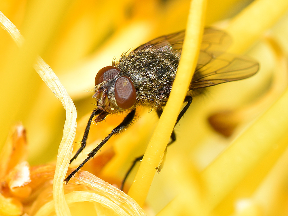 Fly.jpg