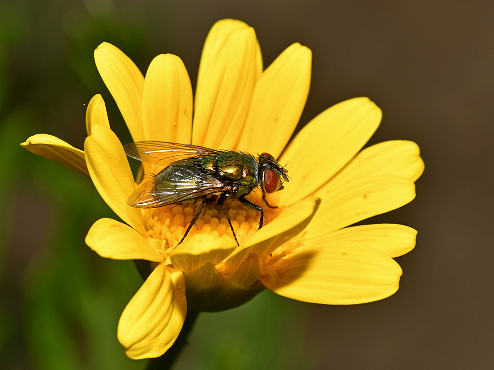 Fly.jpg