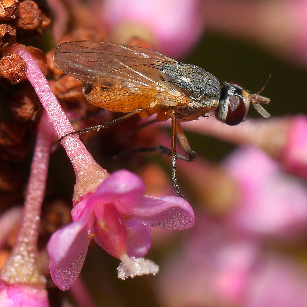 Fly.jpg